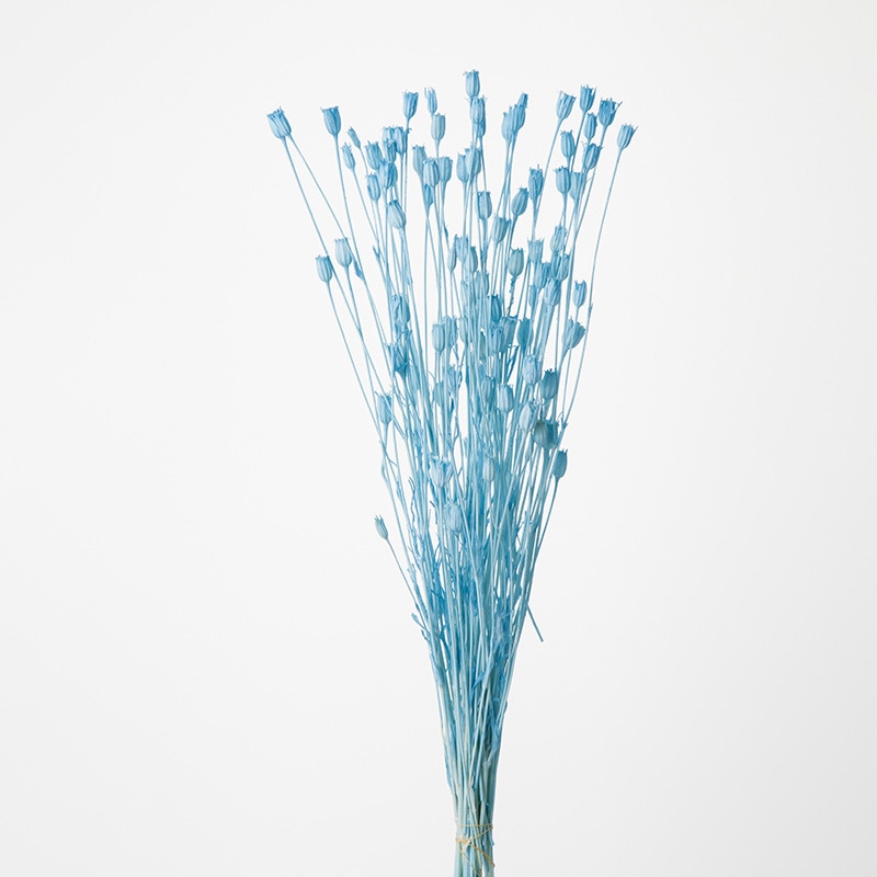 大地農園 カラードライフラワー フローレンティナ 50510-601 ブルー 1束(ご注文単位1束)【直送品】