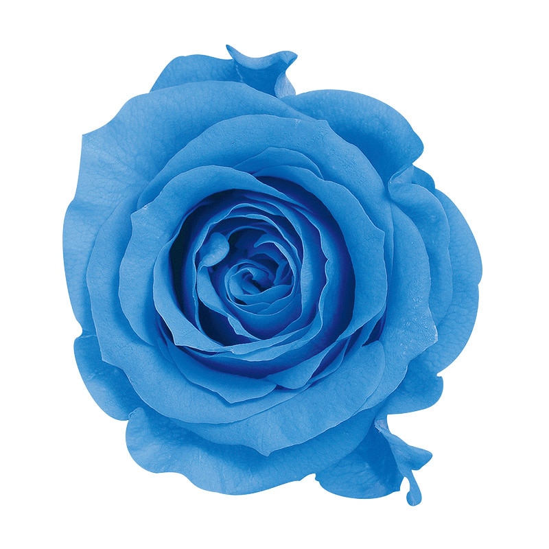 大地農園 プリザーブドローズ かのん L 05203-651 ソーダブルー 1箱(ご注文単位1箱)【直送品】