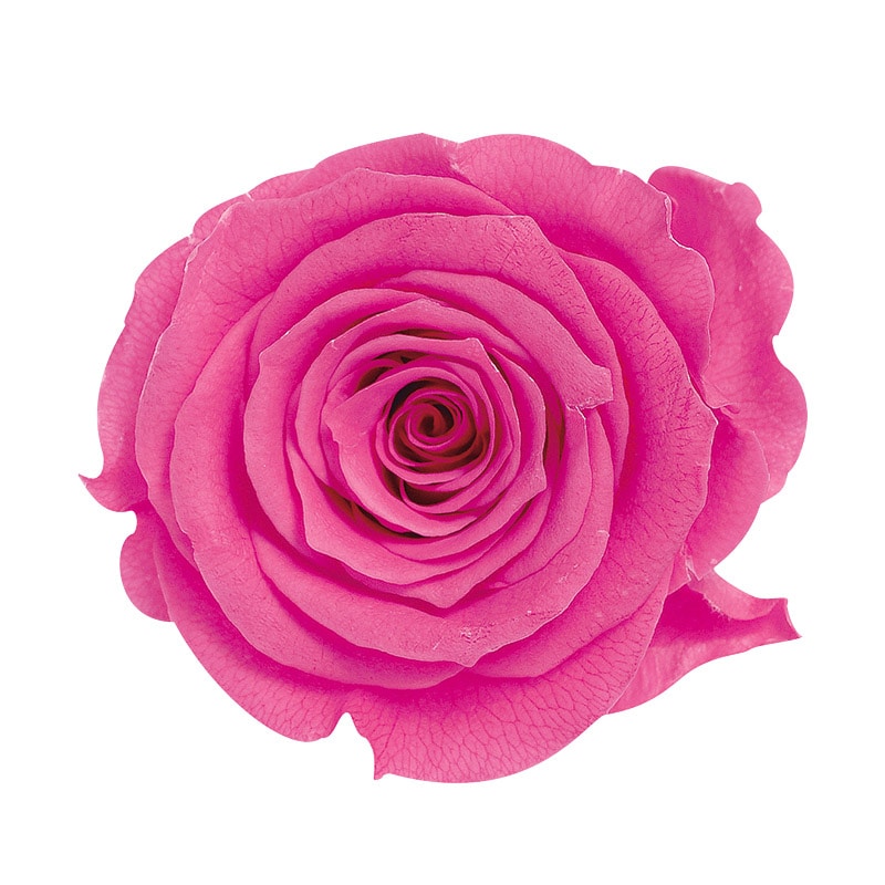 >大地農園 プリザーブドローズ かのん L 05203-221 ストロベリー 1箱(ご注文単位1箱)【直送品】