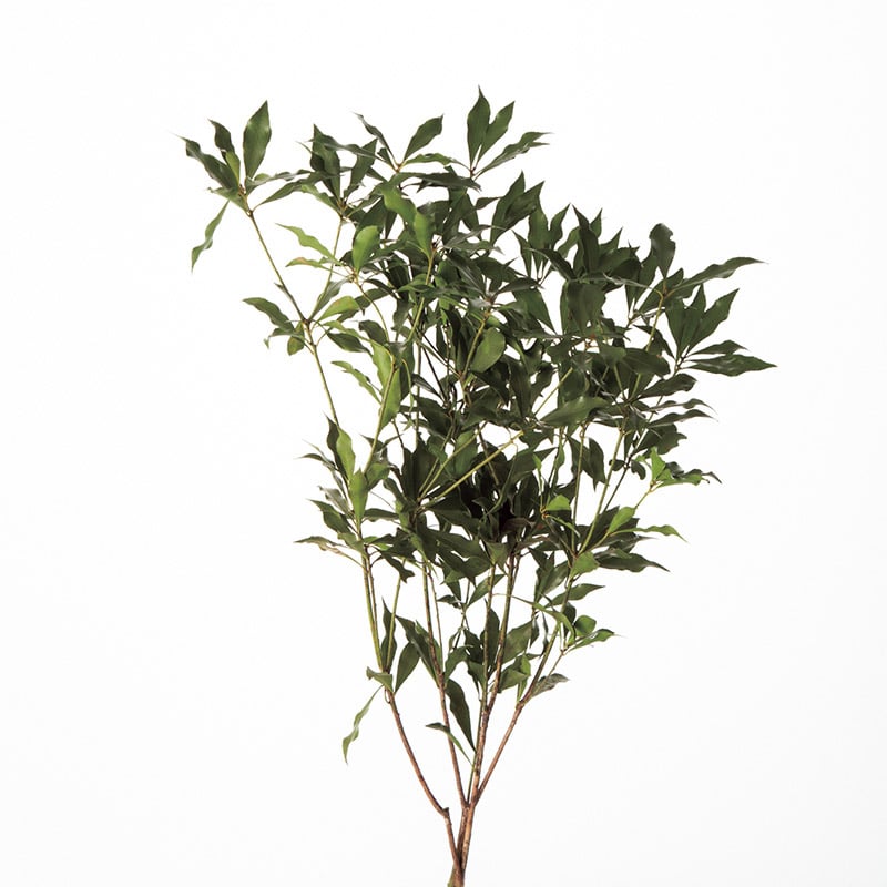 大地農園 プリザーブドグリーン アセビ 03790-700　グリーン 1束（ご注文単位1束）【直送品】