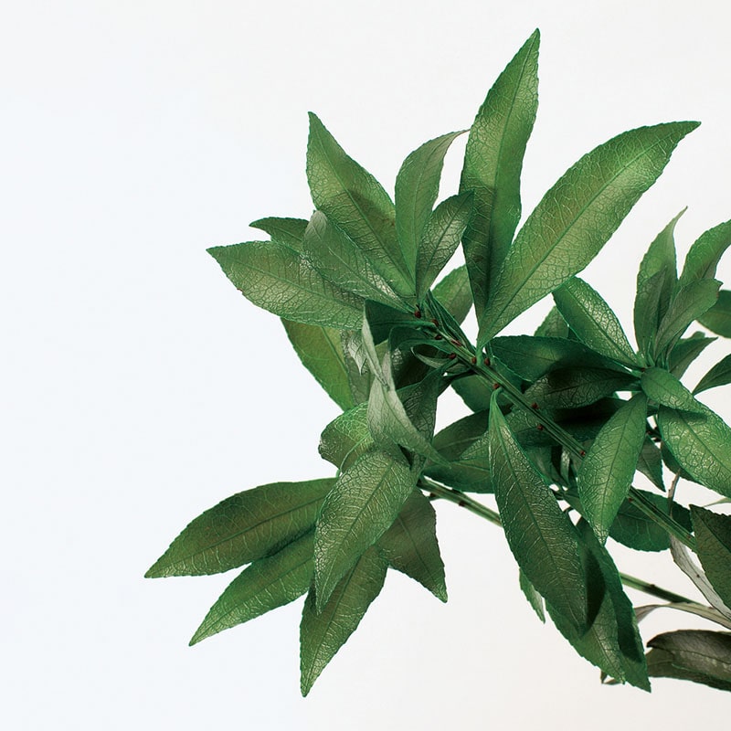 大地農園 プリザーブドグリーン アセビ 03790-700　グリーン 1束（ご注文単位1束）【直送品】