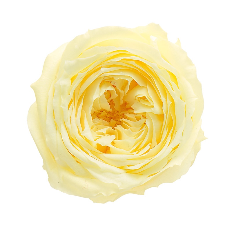 モーニングイエロー