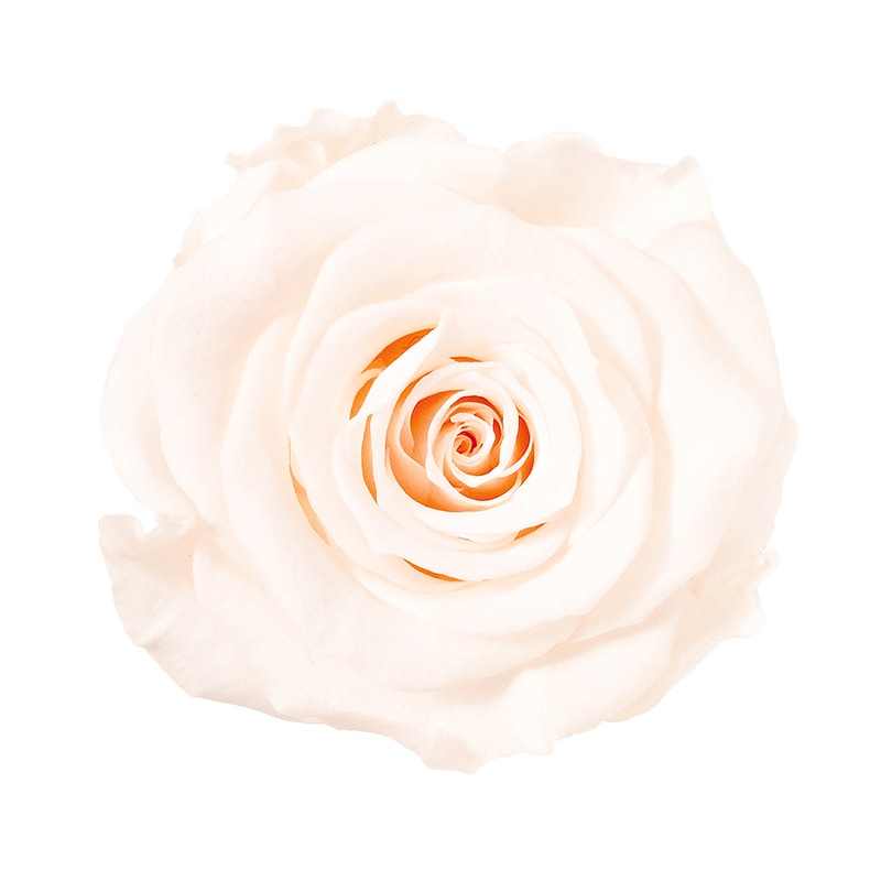 大地農園 プリザーブドローズ かのん L 05203-021 ホワイトシャンパン 1箱(ご注文単位1箱)【直送品】