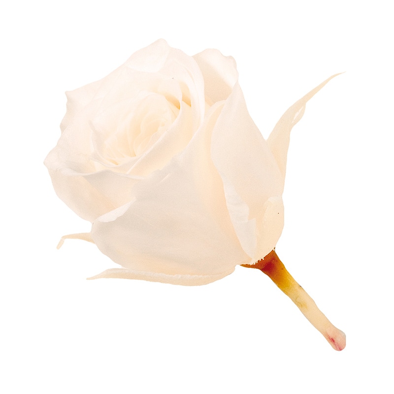 ホワイトシャンパン