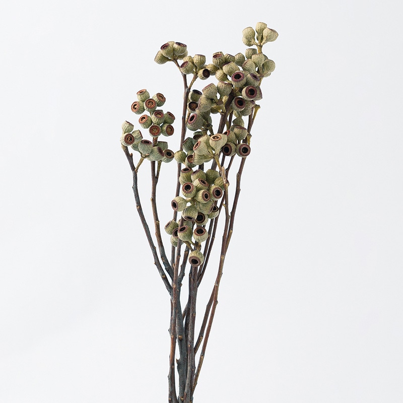 大地農園 ナチュラルドライフラワー アンバーナッツ 40220-000 1束(ご注文単位1束)【直送品】