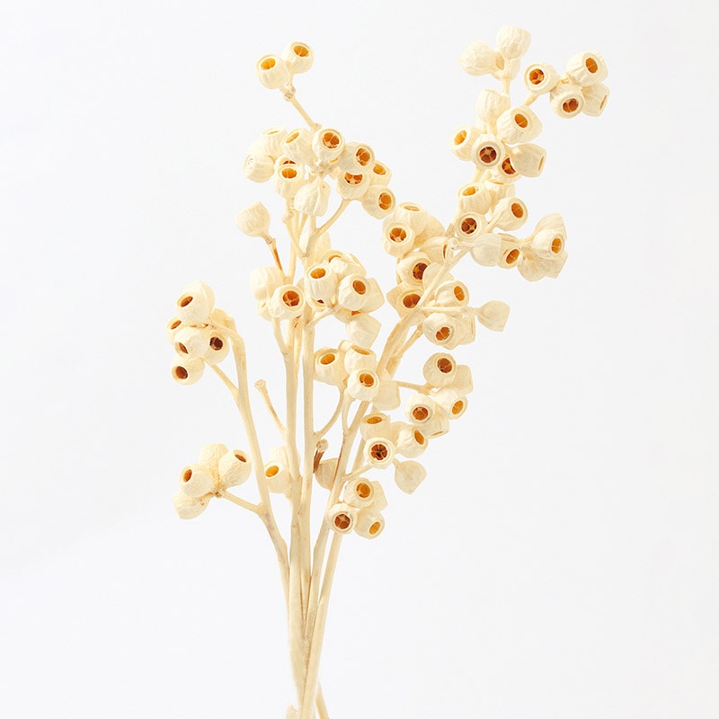 大地農園 ナチュラルドライフラワー アンバーナッツ 40220-011 オフホワイト 1束(ご注文単位1束)【直送品】