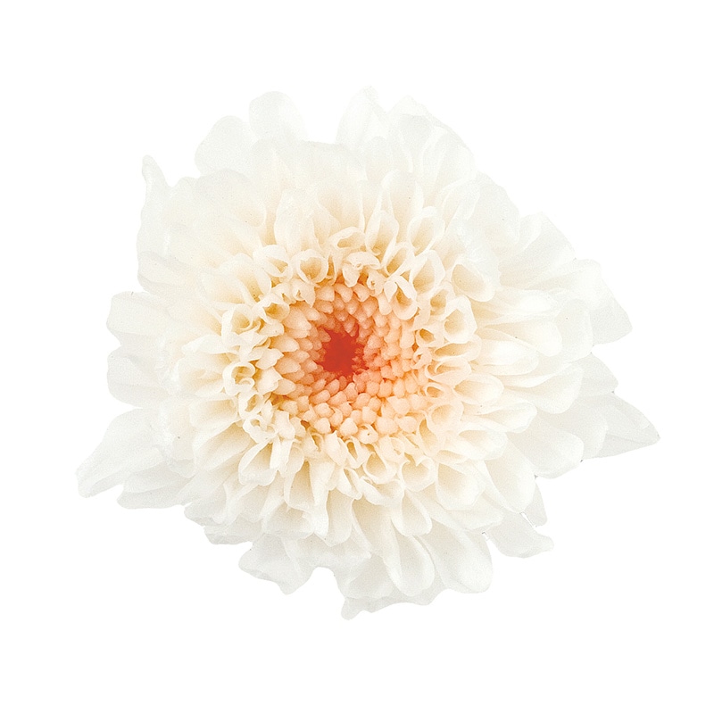大地農園 プリザーブドフラワー 小菊　ミルフィーユ 04190-011　ホワイトピンク 1箱（ご注文単位1箱）【直送品】