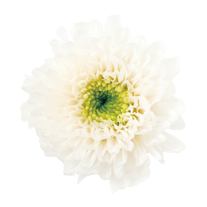 ホワイトグリーン