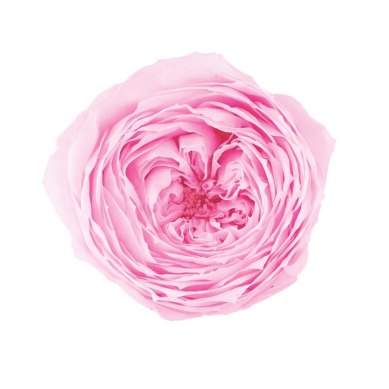 シャーベットピンク