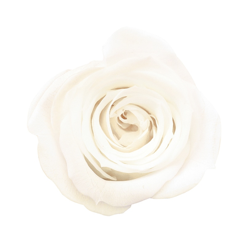 ピュアホワイト