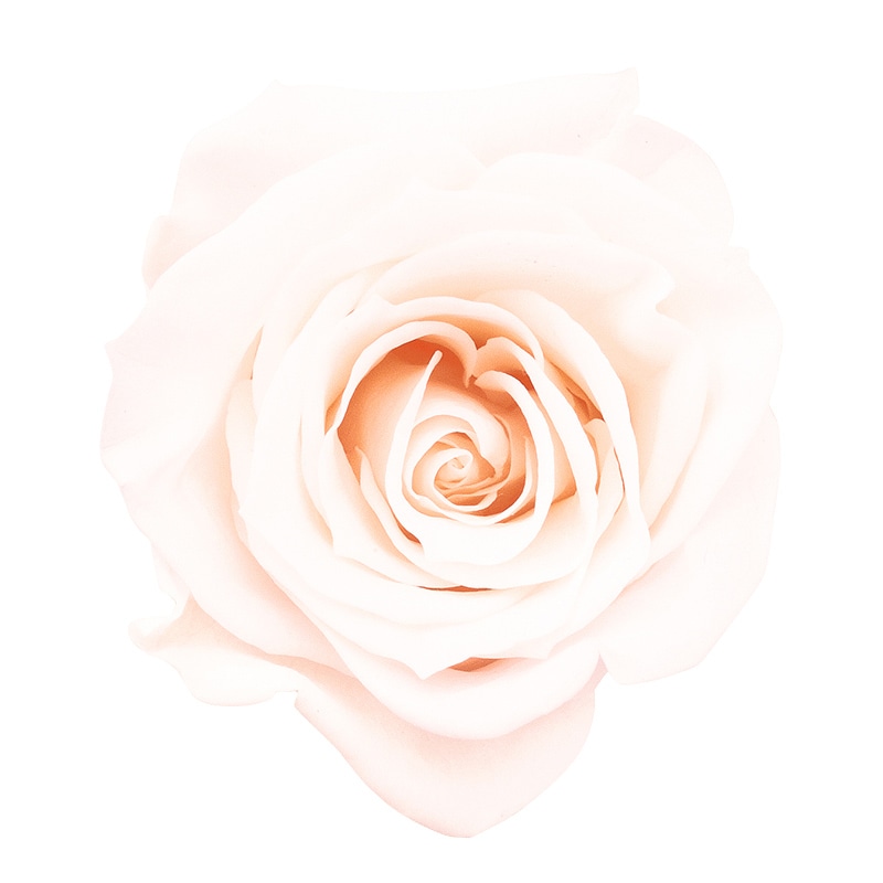 ホワイトシャンパン