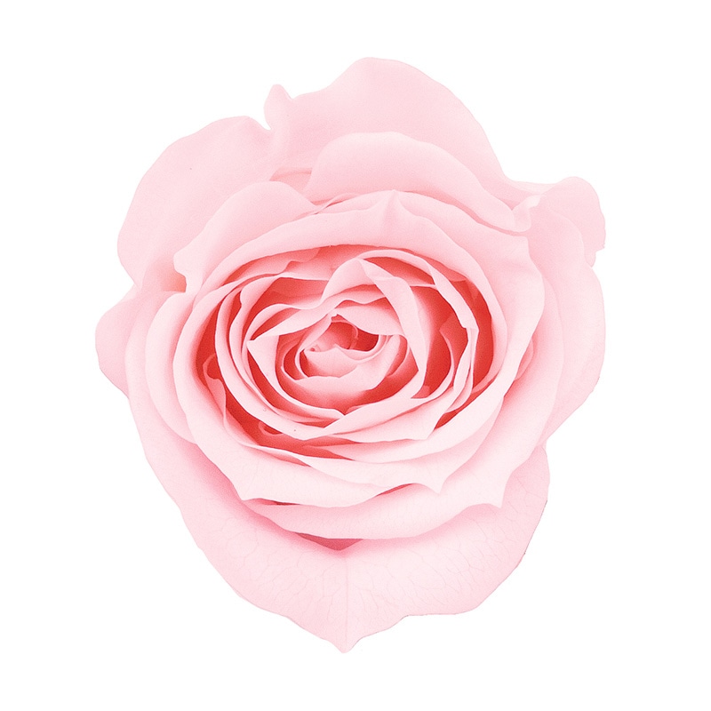 ブライダルピンク