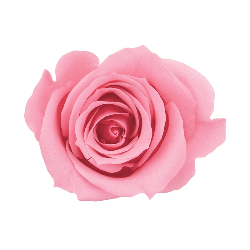 プリンセスピンク