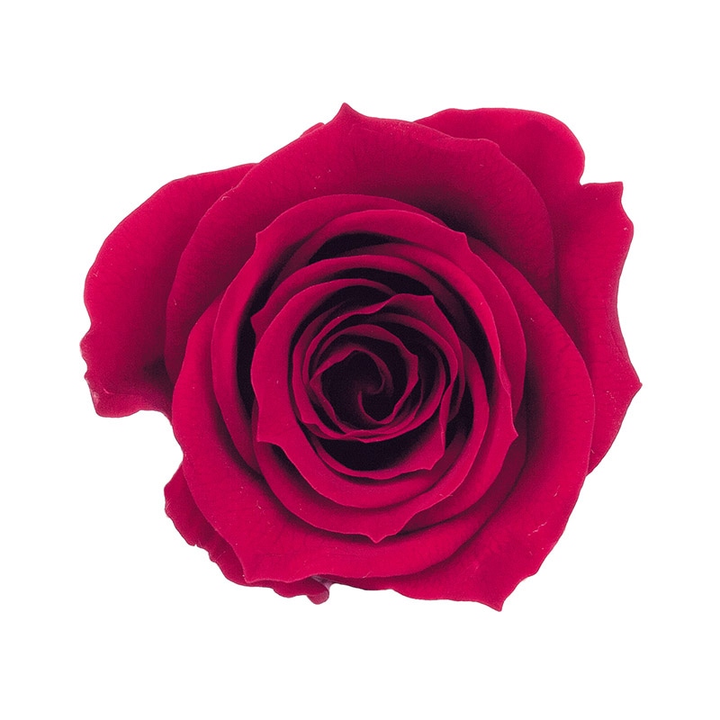 クイーンレッド