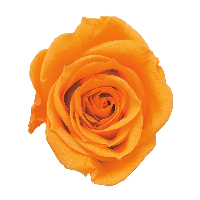 フルーティオレンジ