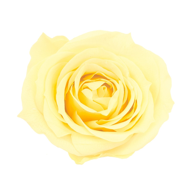 モーニングイエロー