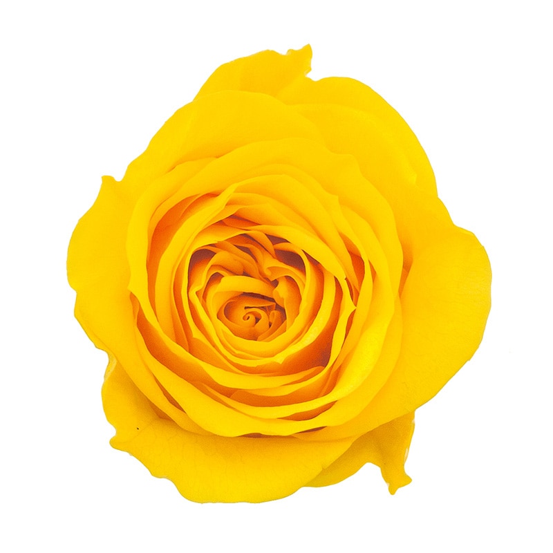 ミモザイエロー