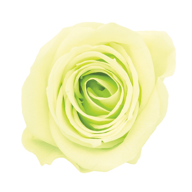 フレッシュグリーン