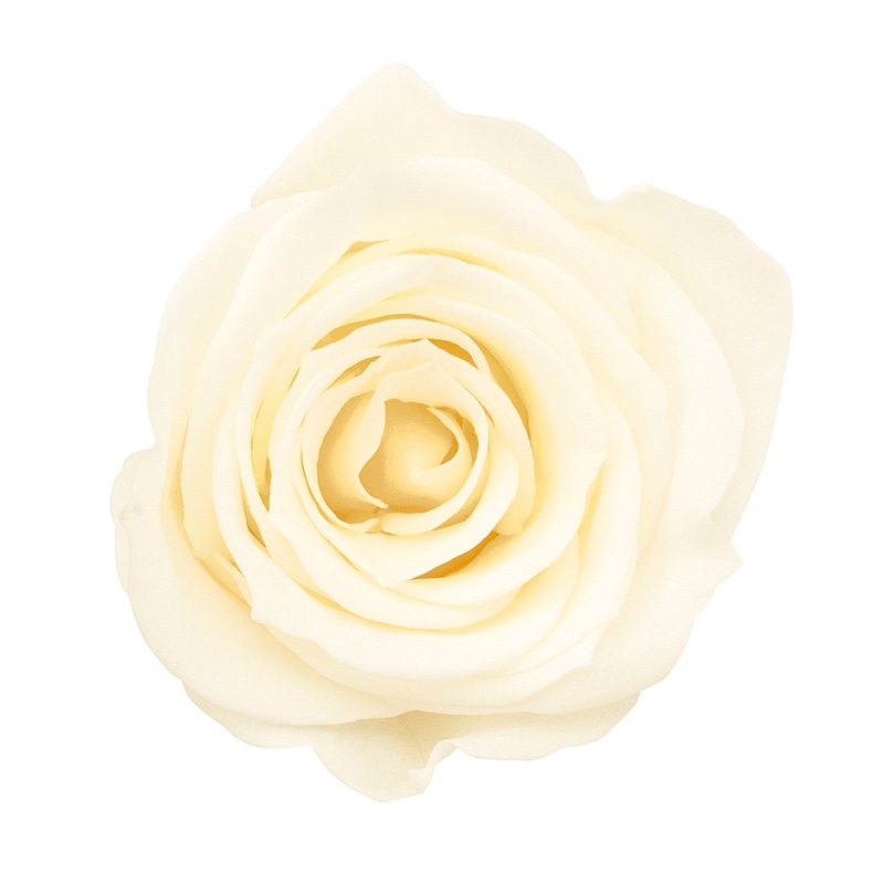 アンティックホワイト