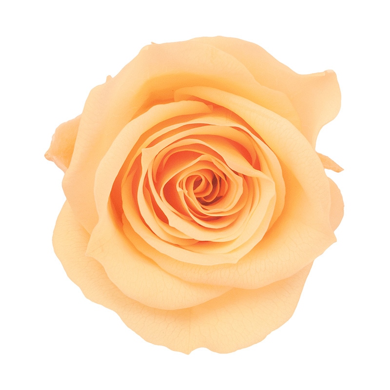 ジュリアオレンジ