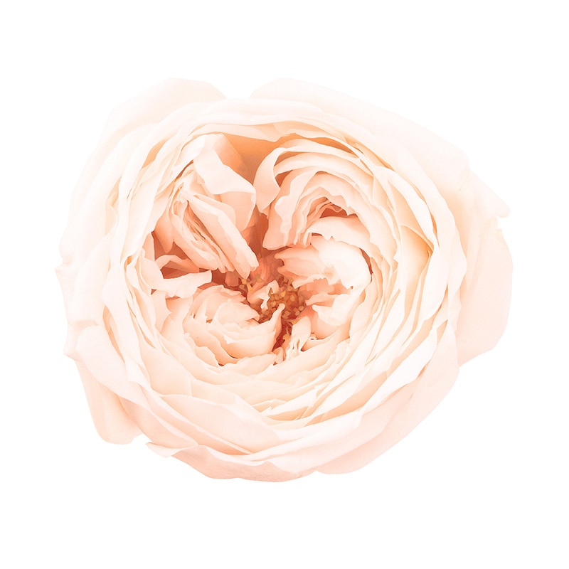 ホワイトシャンパン