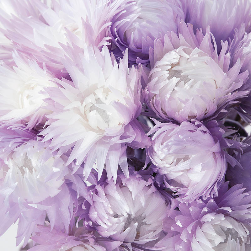 大地農園 カラードライフラワー シルバーデージー 32000-440 ツートンパープル 1束(ご注文単位1束)【直送品】