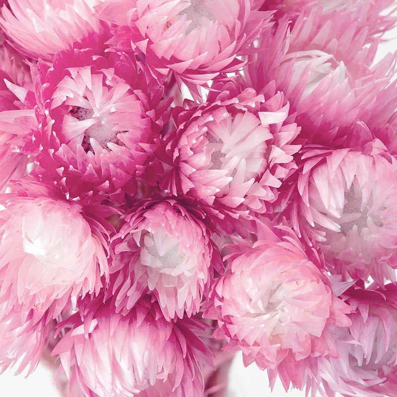 大地農園 カラードライフラワー シルバーデージー 32000-220 ツートンロゼ 1束(ご注文単位1束)【直送品】