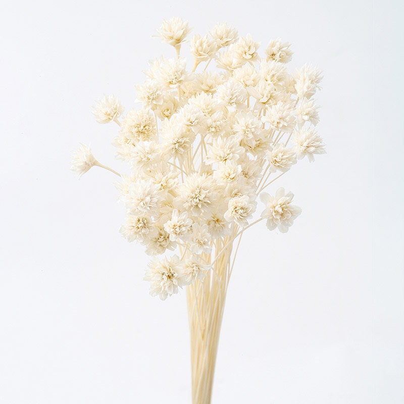 大地農園 ポプリ ミニコーンフラワー 30200-011　オフホワイト 1束（ご注文単位1束）【直送品】