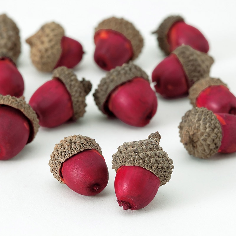 大地農園 木の実 カラードングリ 24570-300 レッド 1パック(ご注文単位1パック)【直送品】