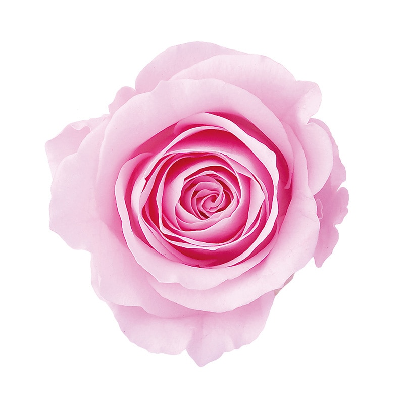 シャーベットピンク