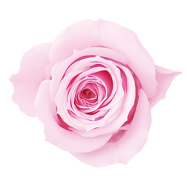 シャーベットピンク