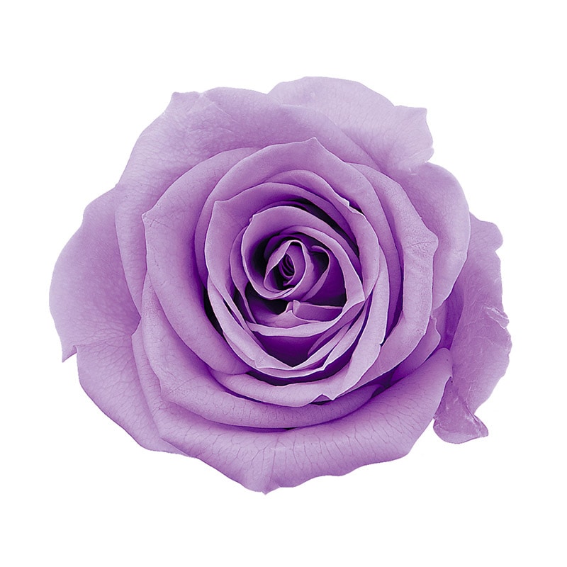 スウィートライラック