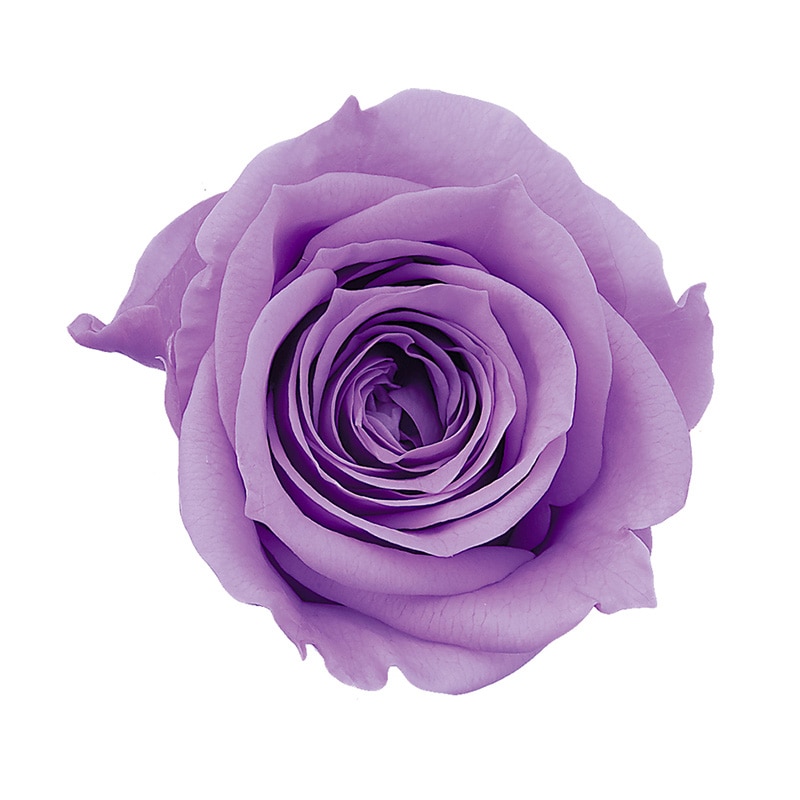 スウィートライラック