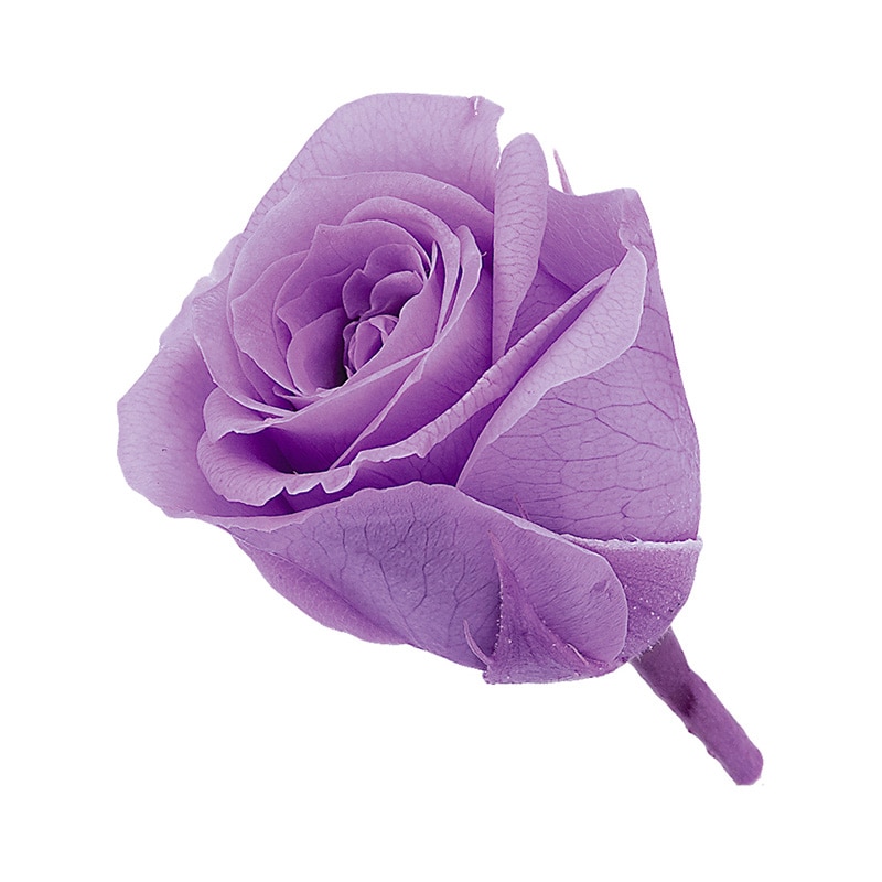 スウィートライラック