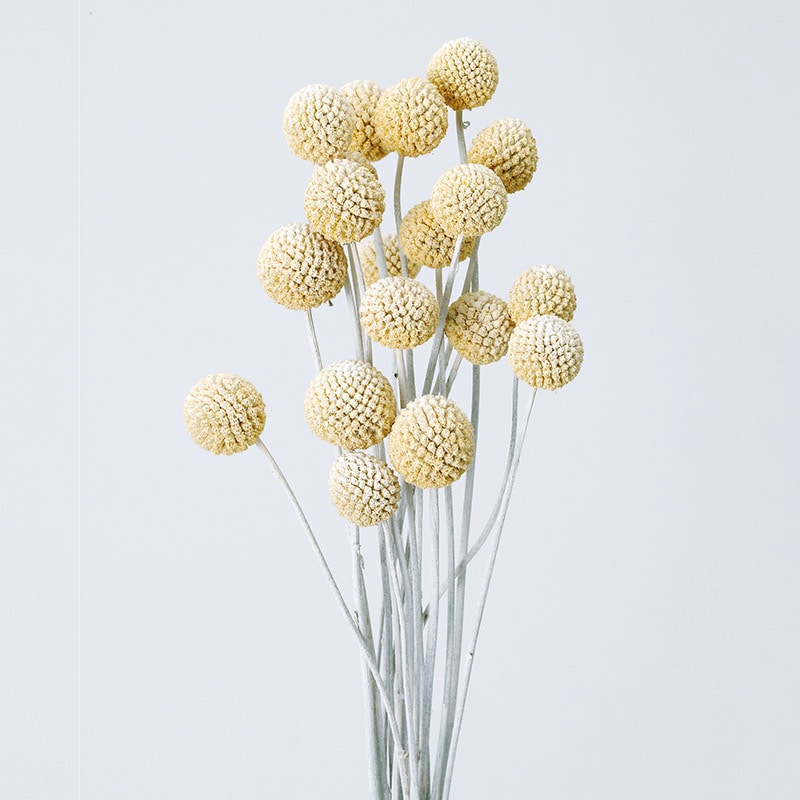 >大地農園 ナチュラルドライフラワー ビリーボタン サイズミックス 40292-012 ウォッシュホワイト 1束(ご注文単位1束)【直送品】