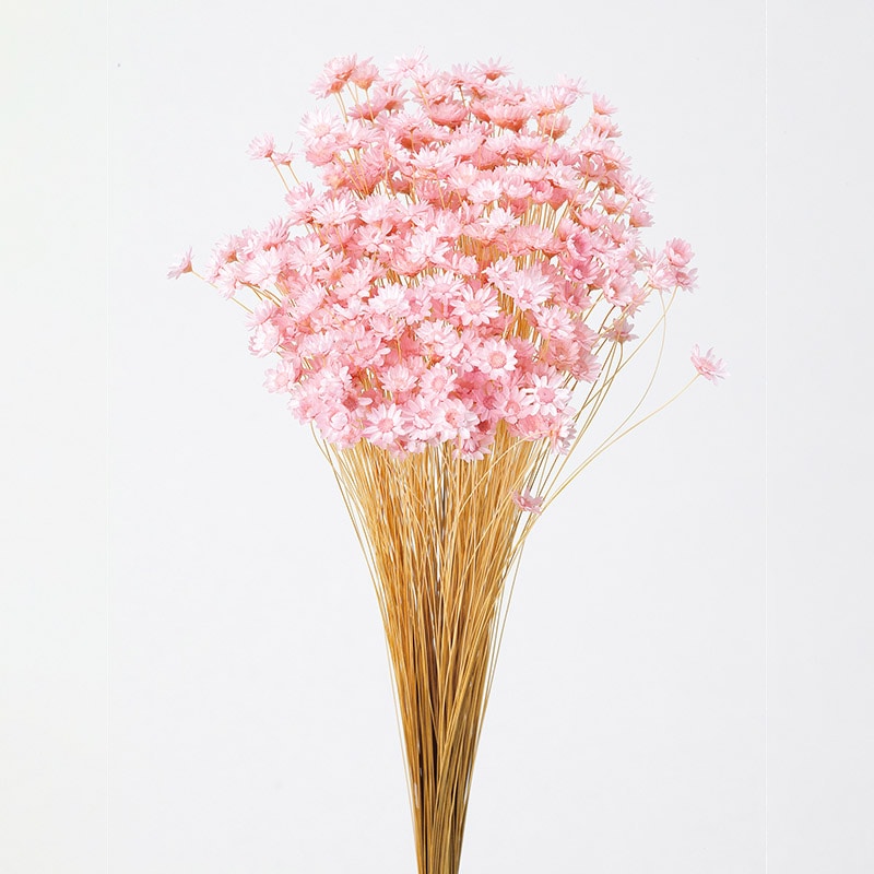 大地農園 カラードライフラワー スターフラワー　ブロッサム 30191-101　ブライダルピンク 1束（ご注文単位1束）【直送品】