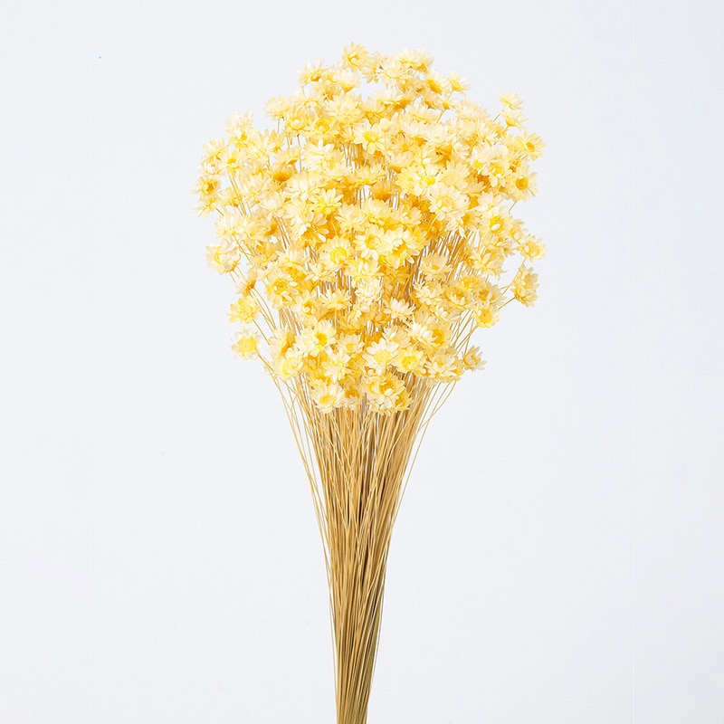 大地農園 カラードライフラワー スターフラワー　ブロッサム 30191-501　モーニングイエロー 1束（ご注文単位1束）【直送品】