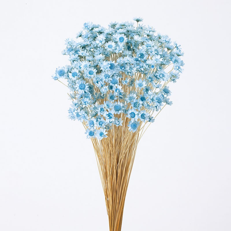 大地農園 カラードライフラワー スターフラワー ブロッサム 30191-621 ベビーブルー 1束(ご注文単位1束)【直送品】