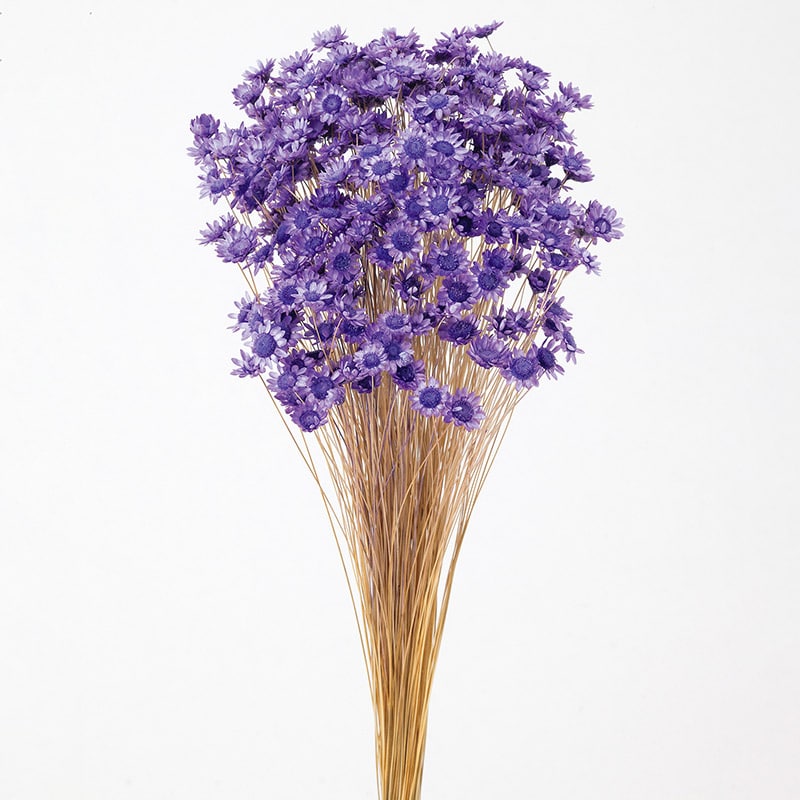 大地農園 カラードライフラワー スターフラワー　ブロッサム 30191-411　ライトパープル 1束（ご注文単位1束）【直送品】