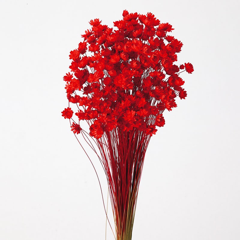 大地農園 カラードライフラワー スターフラワー ブロッサム 30191-321 レッド 1束(ご注文単位1束)【直送品】