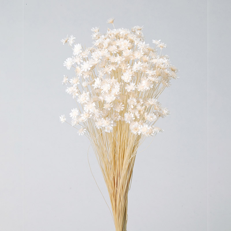 大地農園 カラードライフラワー スターフラワー　ブロッサム 30191-011　白 1束（ご注文単位1束）【直送品】