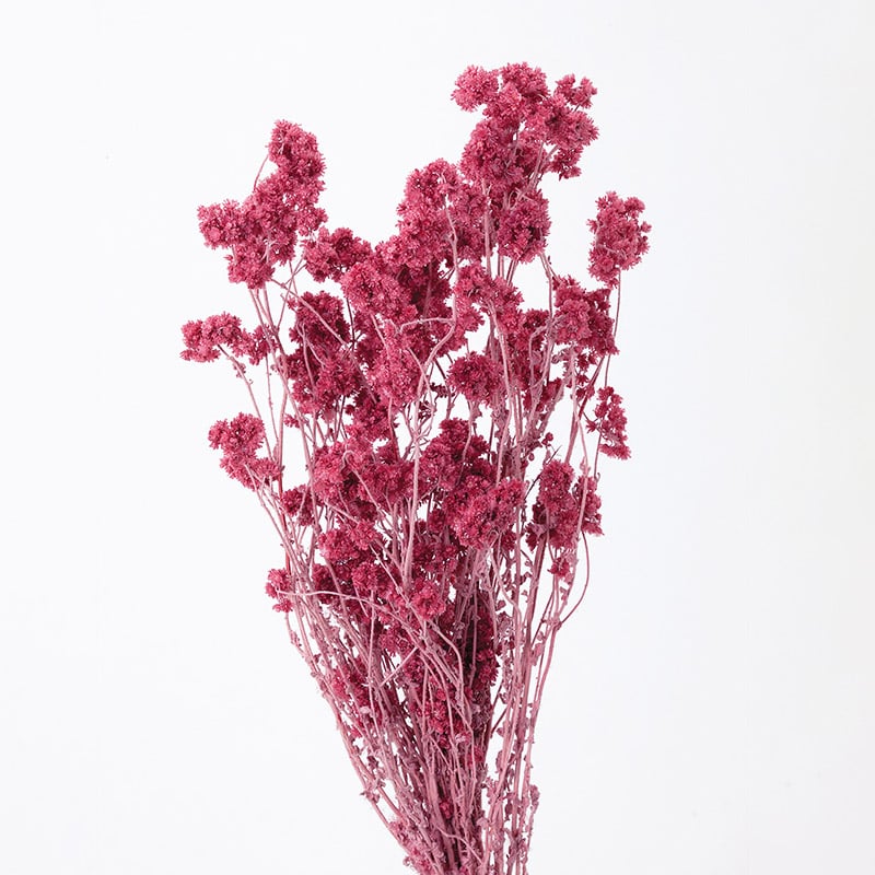 大地農園 カラードライフラワー クリスパム 30140-211 フランボワーズ 1束(ご注文単位1束)【直送品】