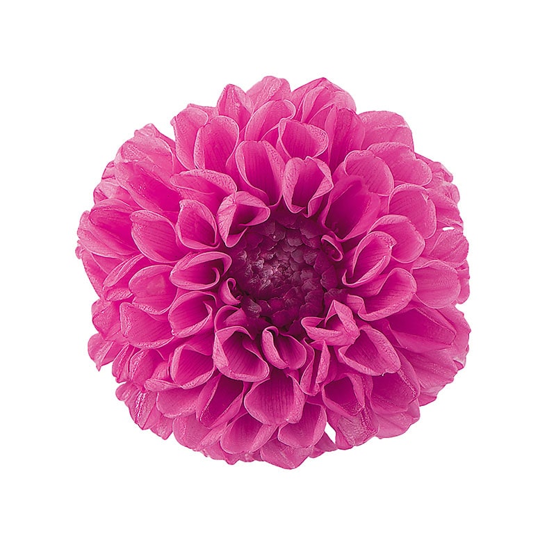 大地農園 プリザーブドフラワー ミニダリア 04671-221　ストロベリー 1箱（ご注文単位1箱）【直送品】