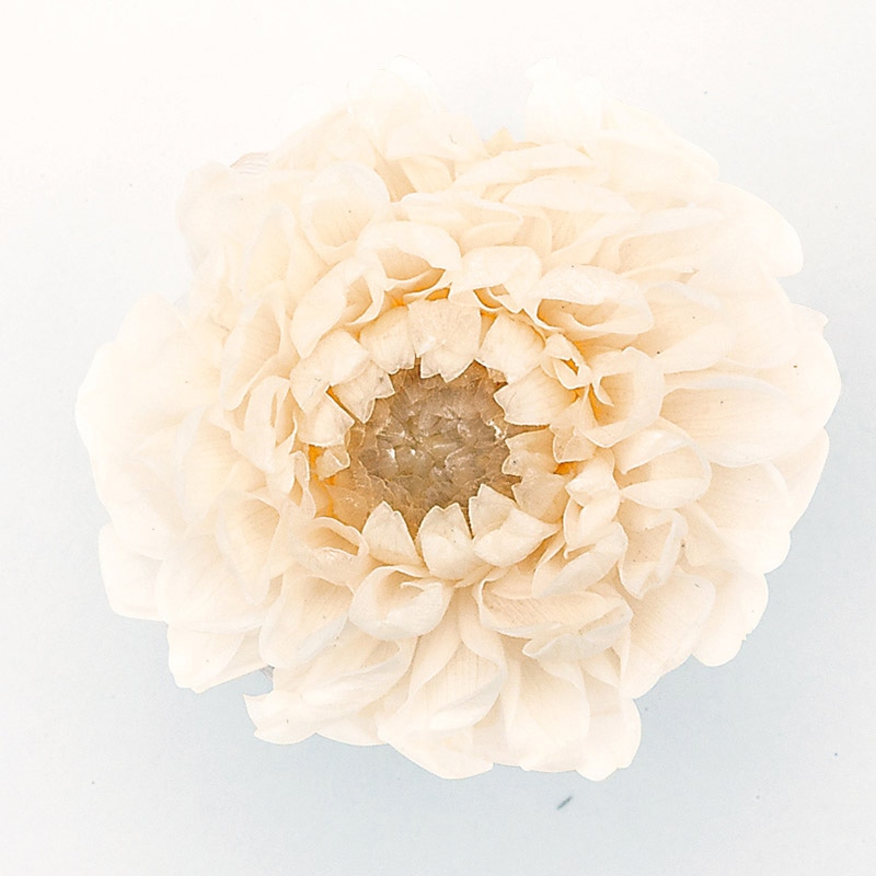 大地農園 プリザーブドフラワー ミニダリア 04671-021　ホワイトシャンパン 1箱（ご注文単位1箱）【直送品】