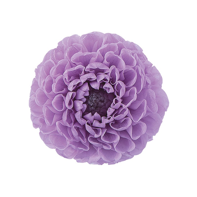 大地農園 プリザーブドフラワー ミニダリア 04671-451　スウィートライラック 1箱（ご注文単位1箱）【直送品】