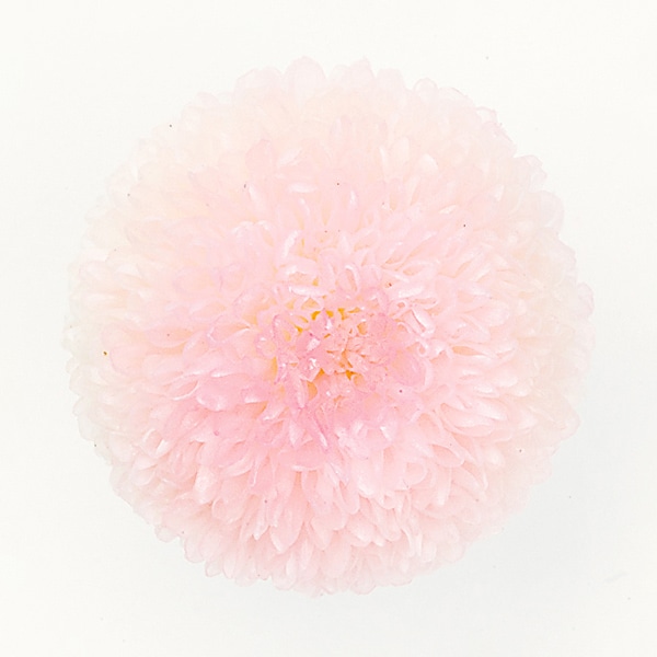 大地農園 プリザーブドフラワー ポンポン菊　ミディ 02646-103　ホワイトピンク 1箱（ご注文単位1箱）【直送品】