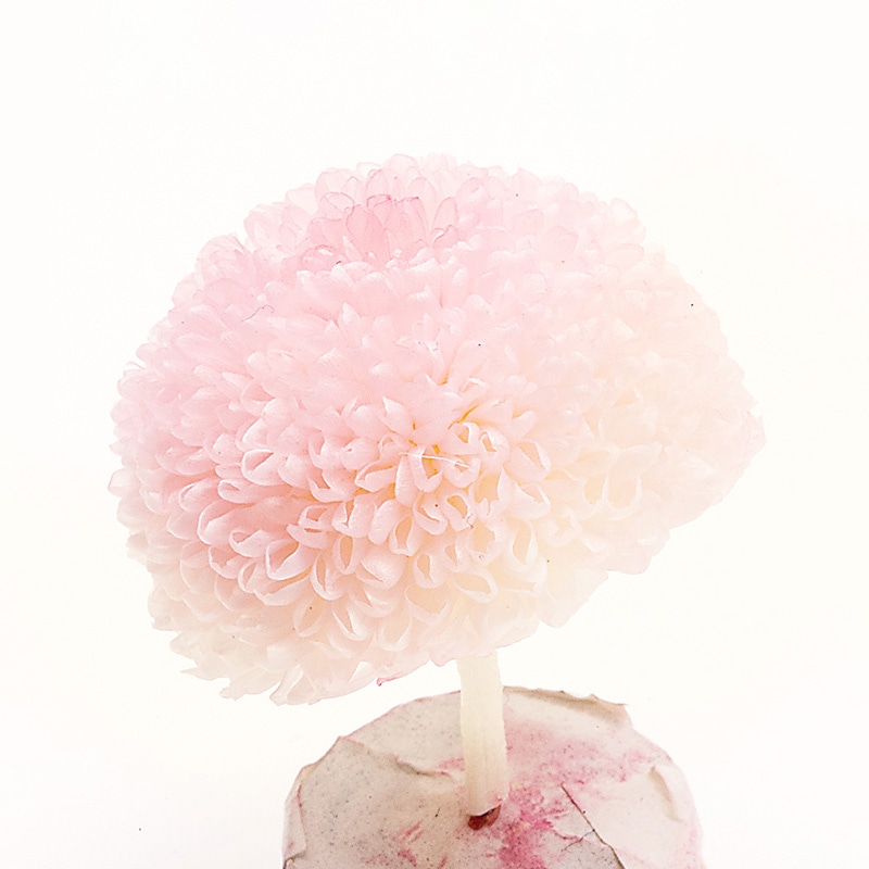大地農園 プリザーブドフラワー ポンポン菊 ミディ 02646-103 ホワイトピンク 1箱(ご注文単位1箱)【直送品】
