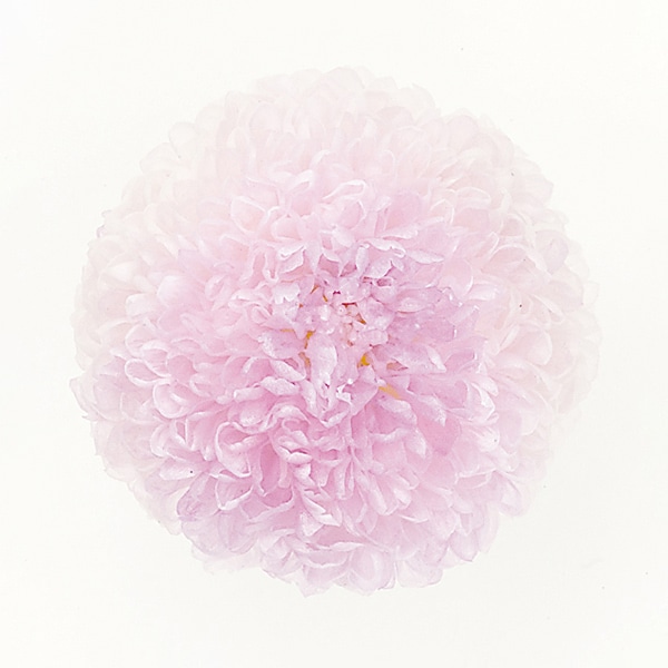 大地農園 プリザーブドフラワー ポンポン菊　ミディ 02646-403　ホワイトパープル 1箱（ご注文単位1箱）【直送品】