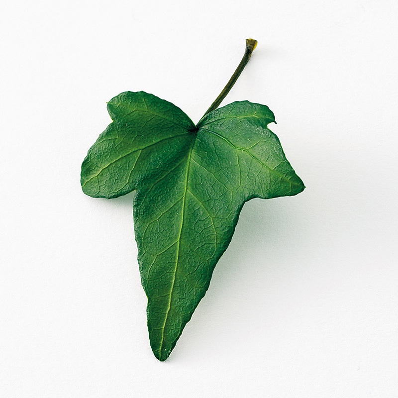 大地農園 プリザーブドグリーン アイビー シャムロック 02960-730 フレッシュグリーン 1袋(ご注文単位1袋)【直送品】