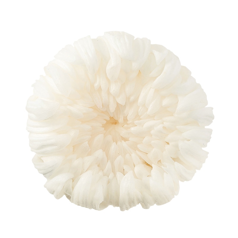大地農園 プリザーブドフラワー 輪菊　中 04806-010　白 1個（ご注文単位1個）【直送品】